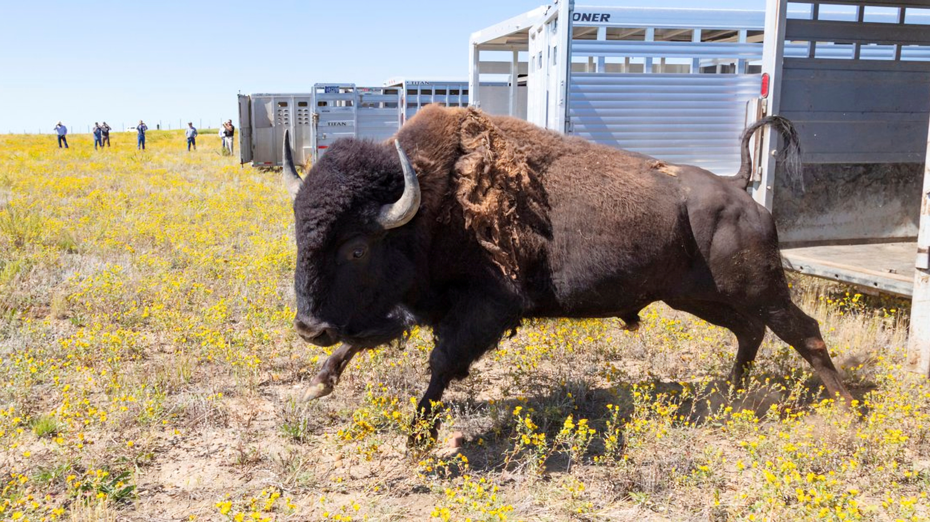 Buffalo return